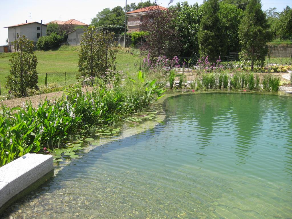 Schwimmteich Pflanzenwuchs